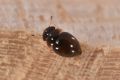 Clambus sp.